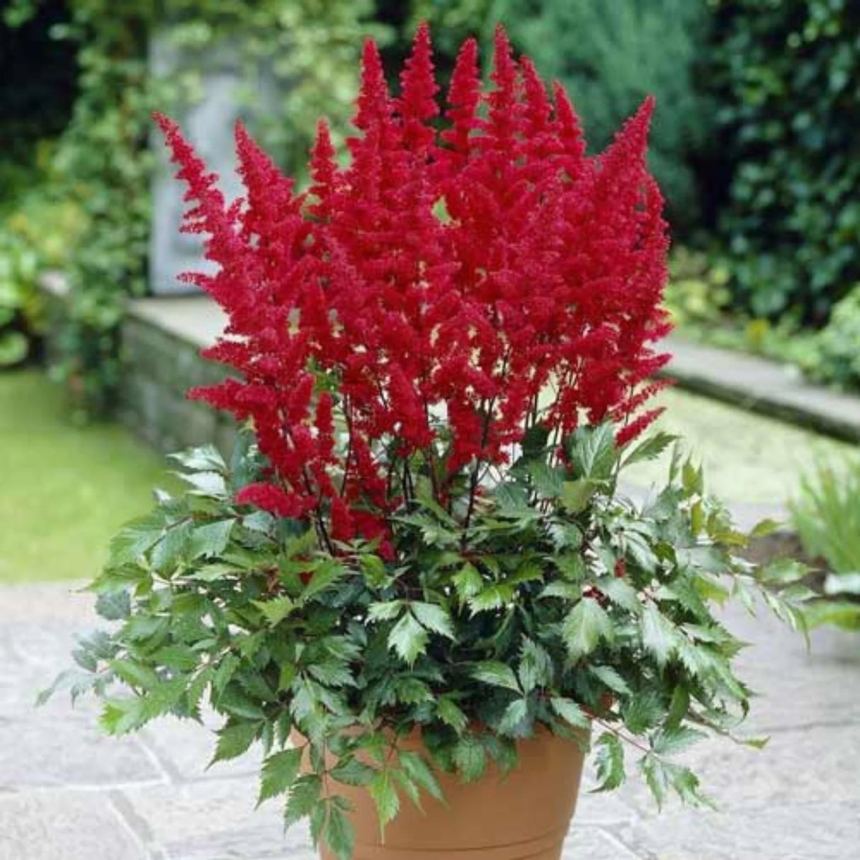 plante ornamentale636