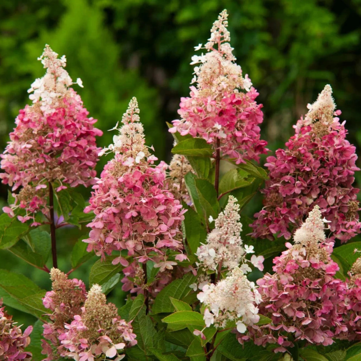 plante ornamentale647