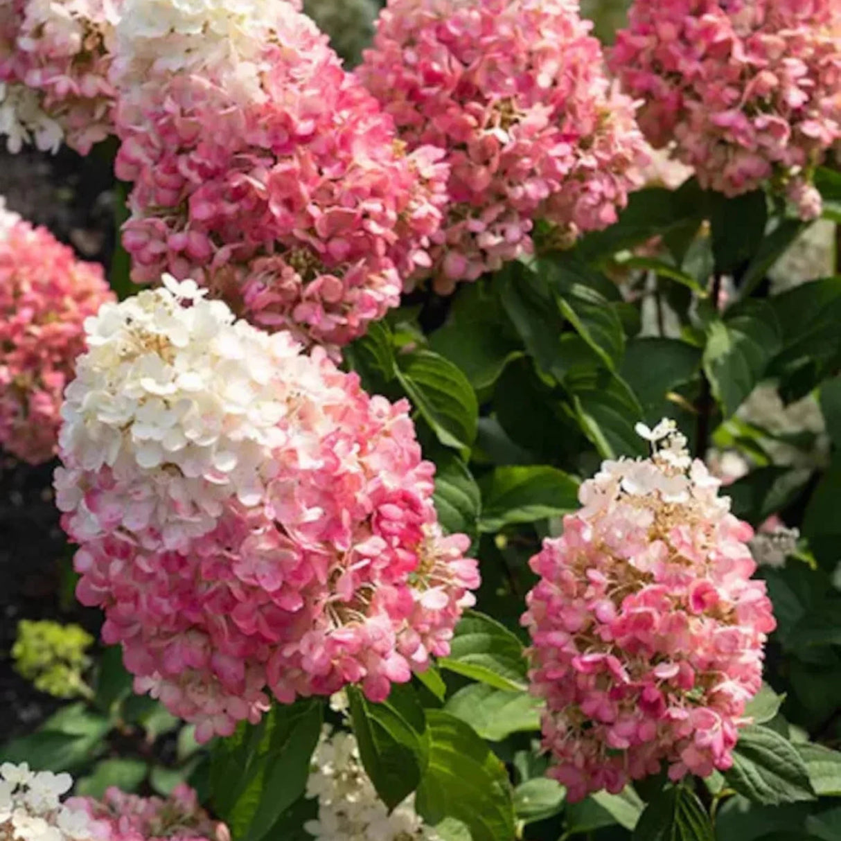 plante ornamentale649