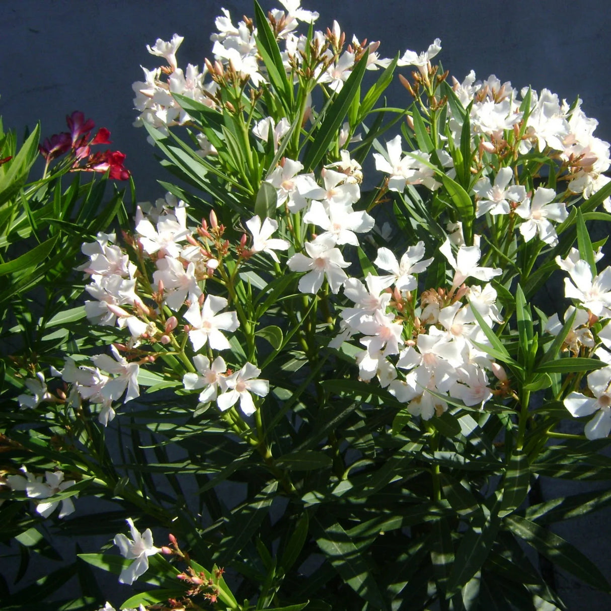 plante ornamentale65