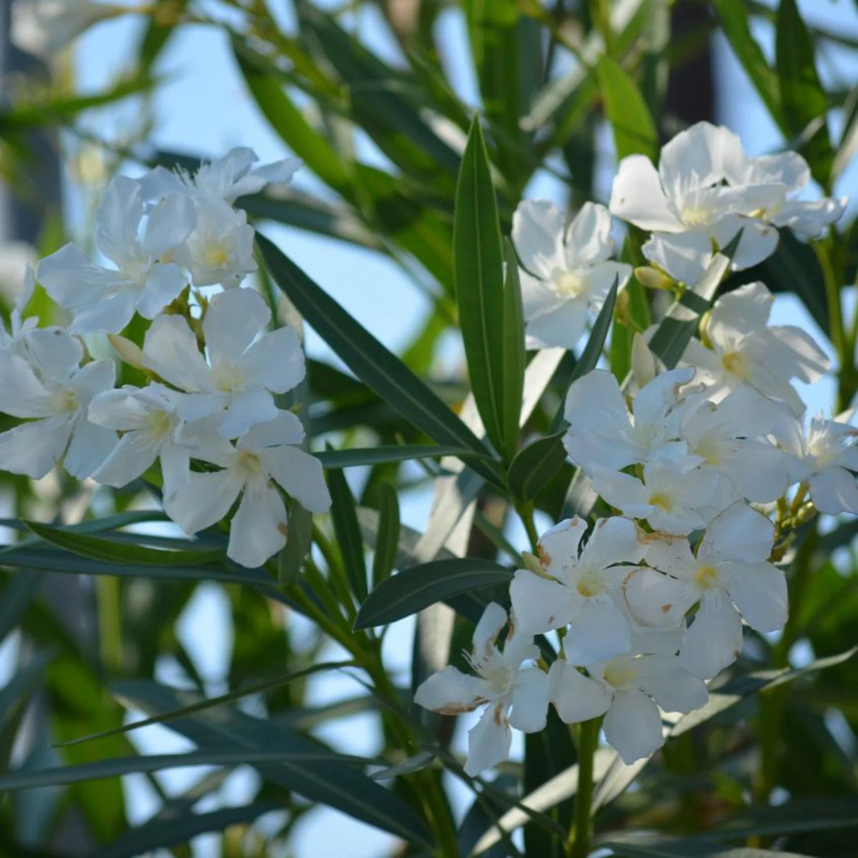 plante ornamentale66