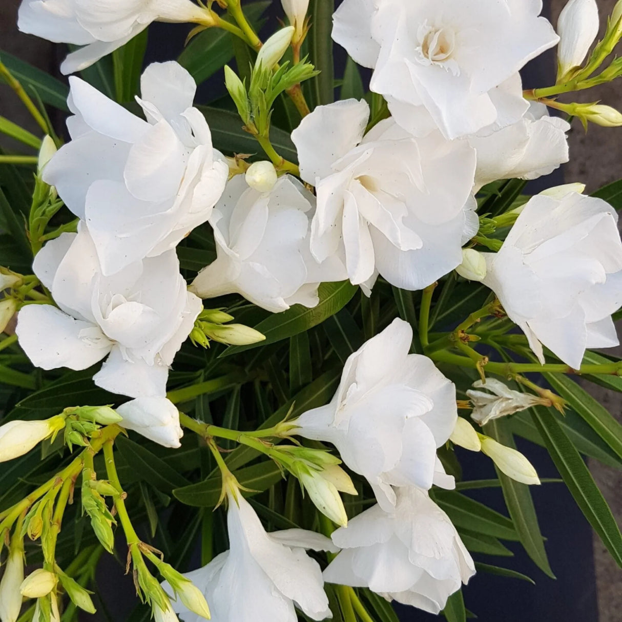 plante ornamentale67