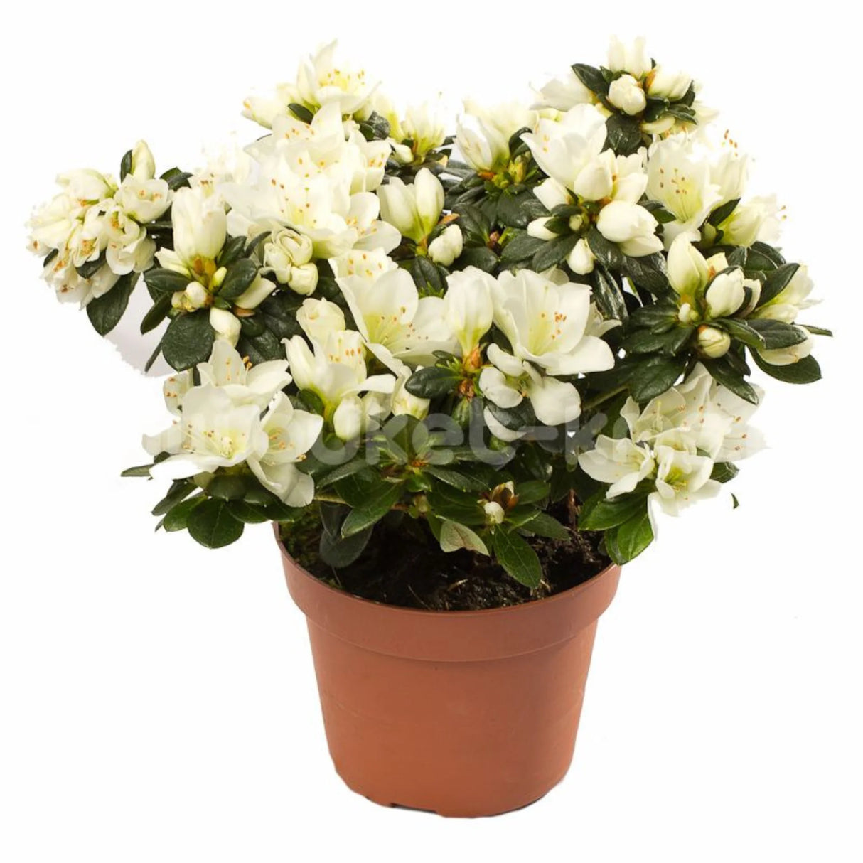 plante ornamentale675