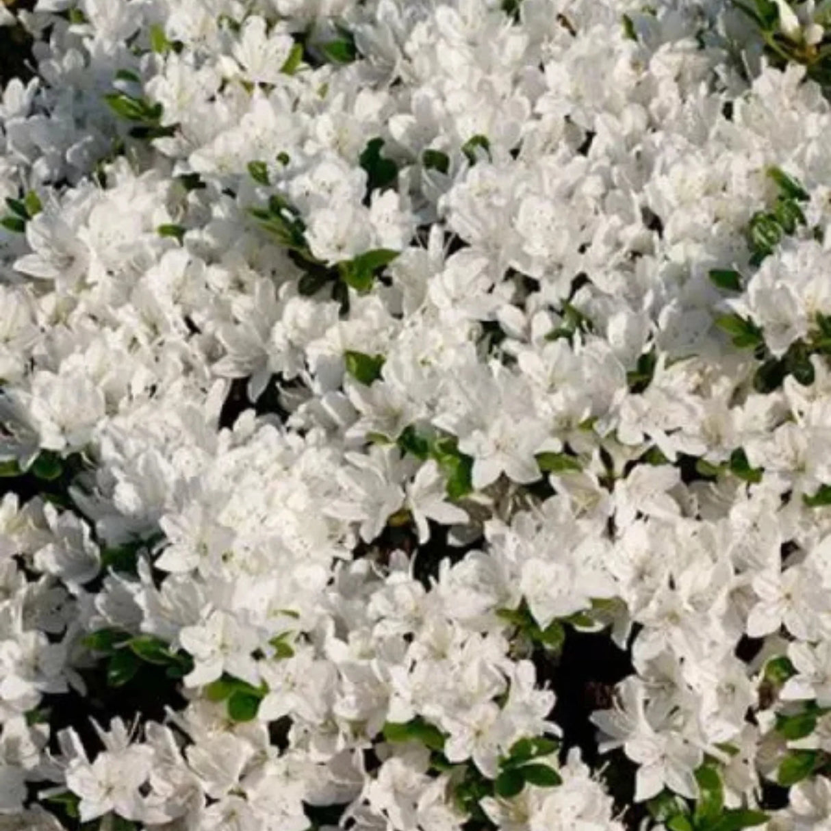 plante ornamentale676