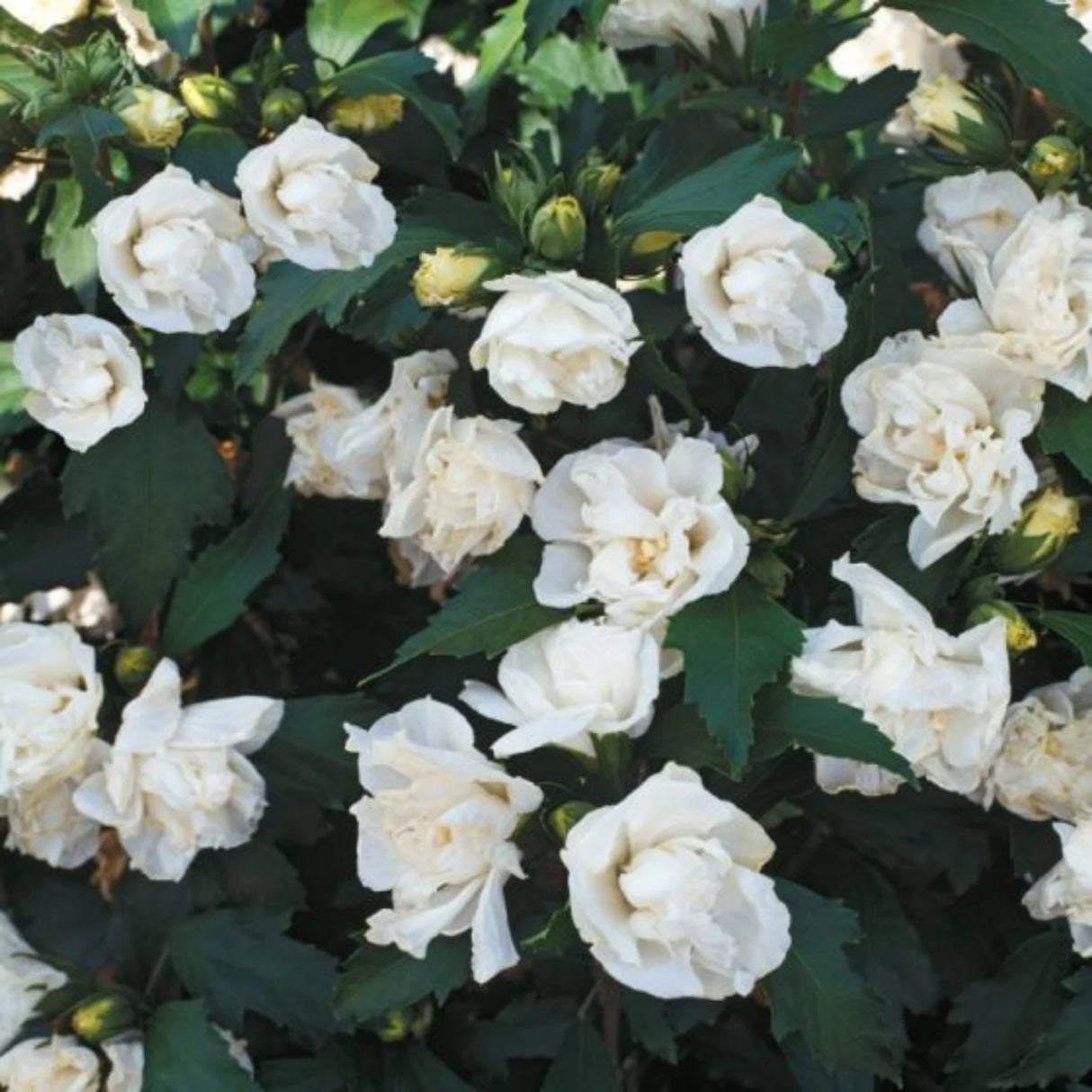 plante ornamentale697