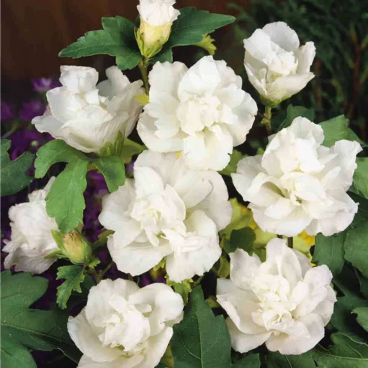 plante ornamentale698