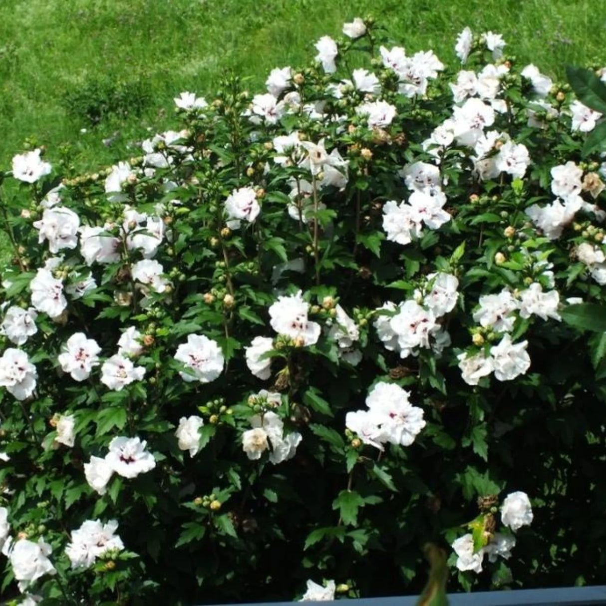 plante ornamentale702