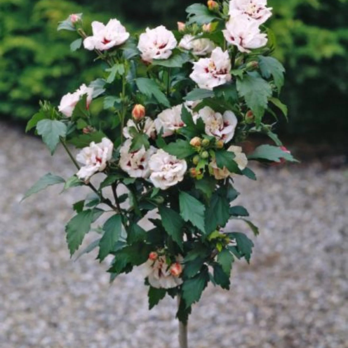 plante ornamentale703