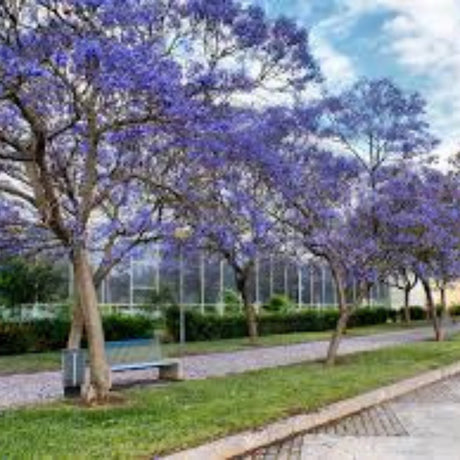 plante ornamentale898