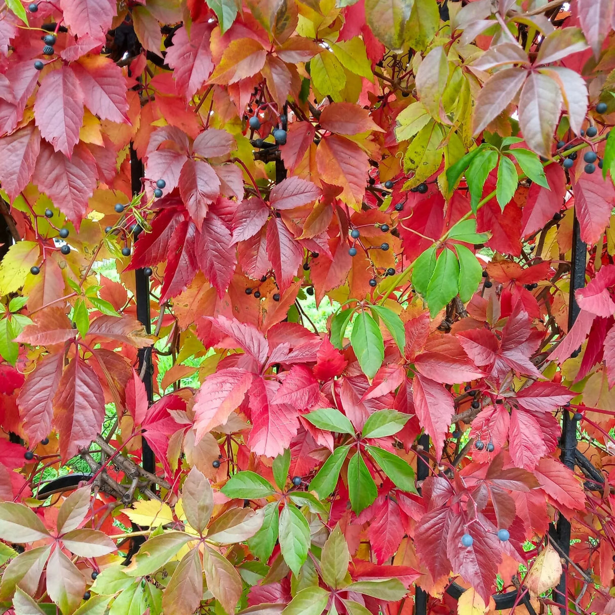 plante ornamentale930