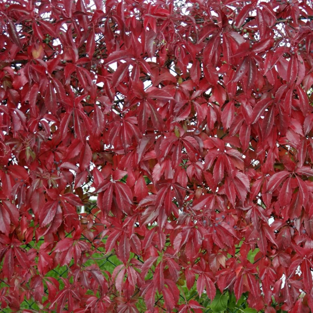 plante ornamentale932