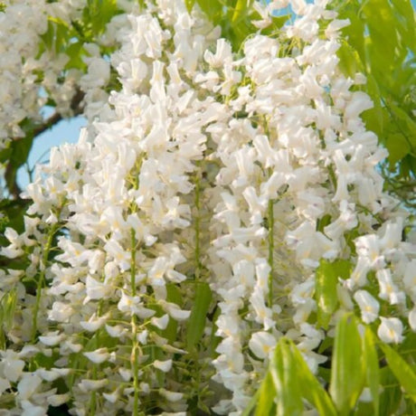 plante ornamentale935