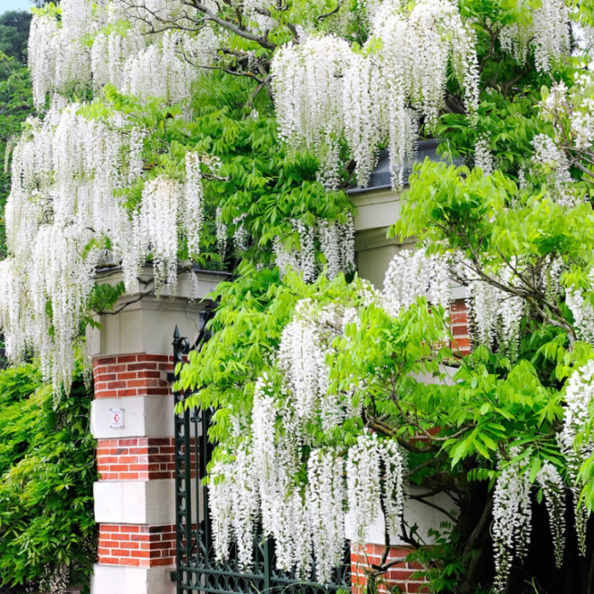 plante ornamentale937