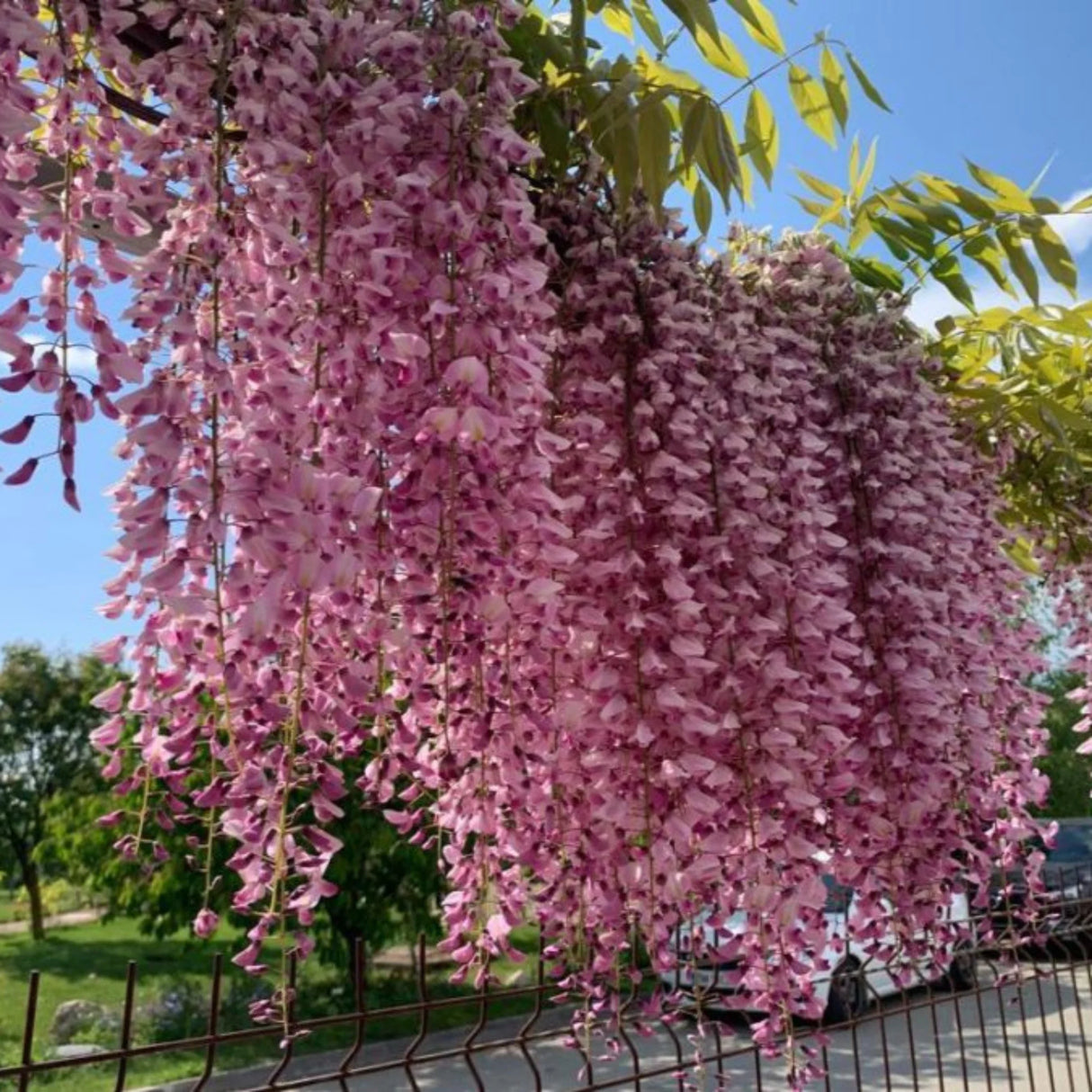 plante ornamentale938