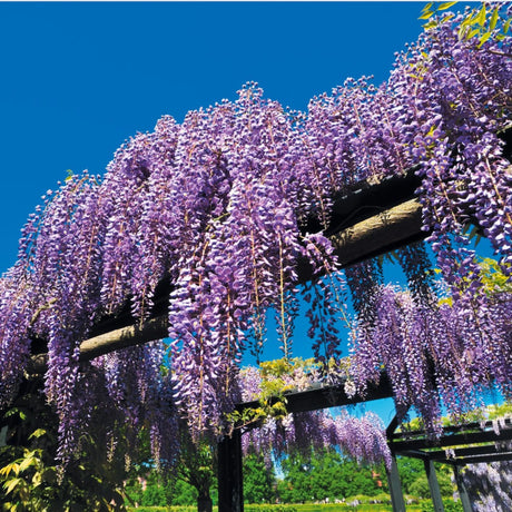 plante ornamentale942