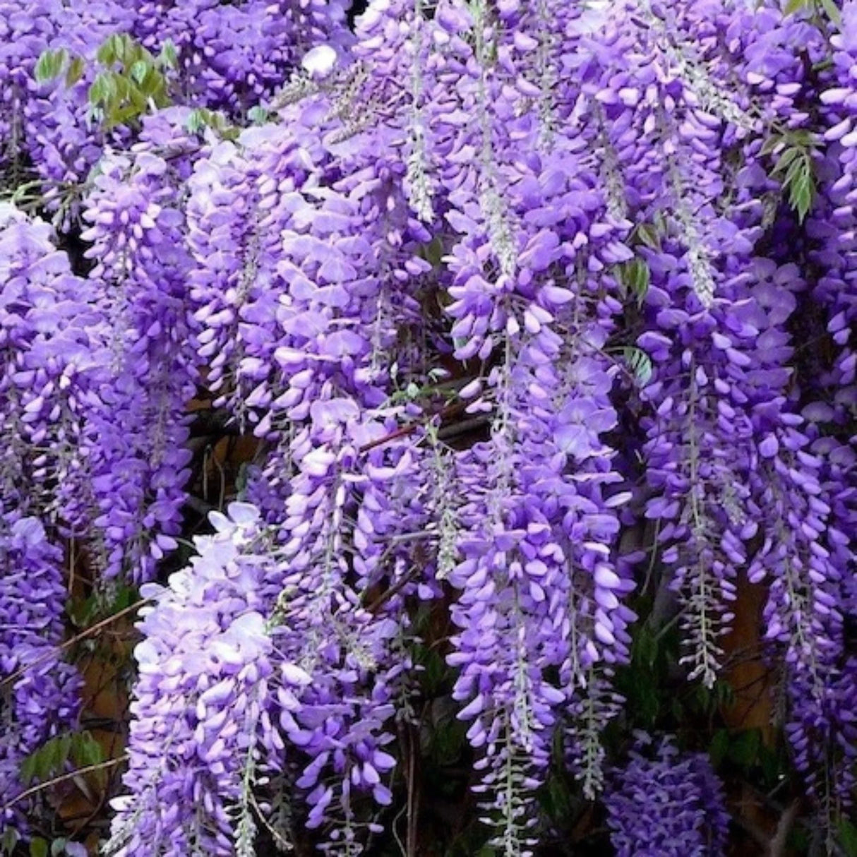 plante ornamentale943