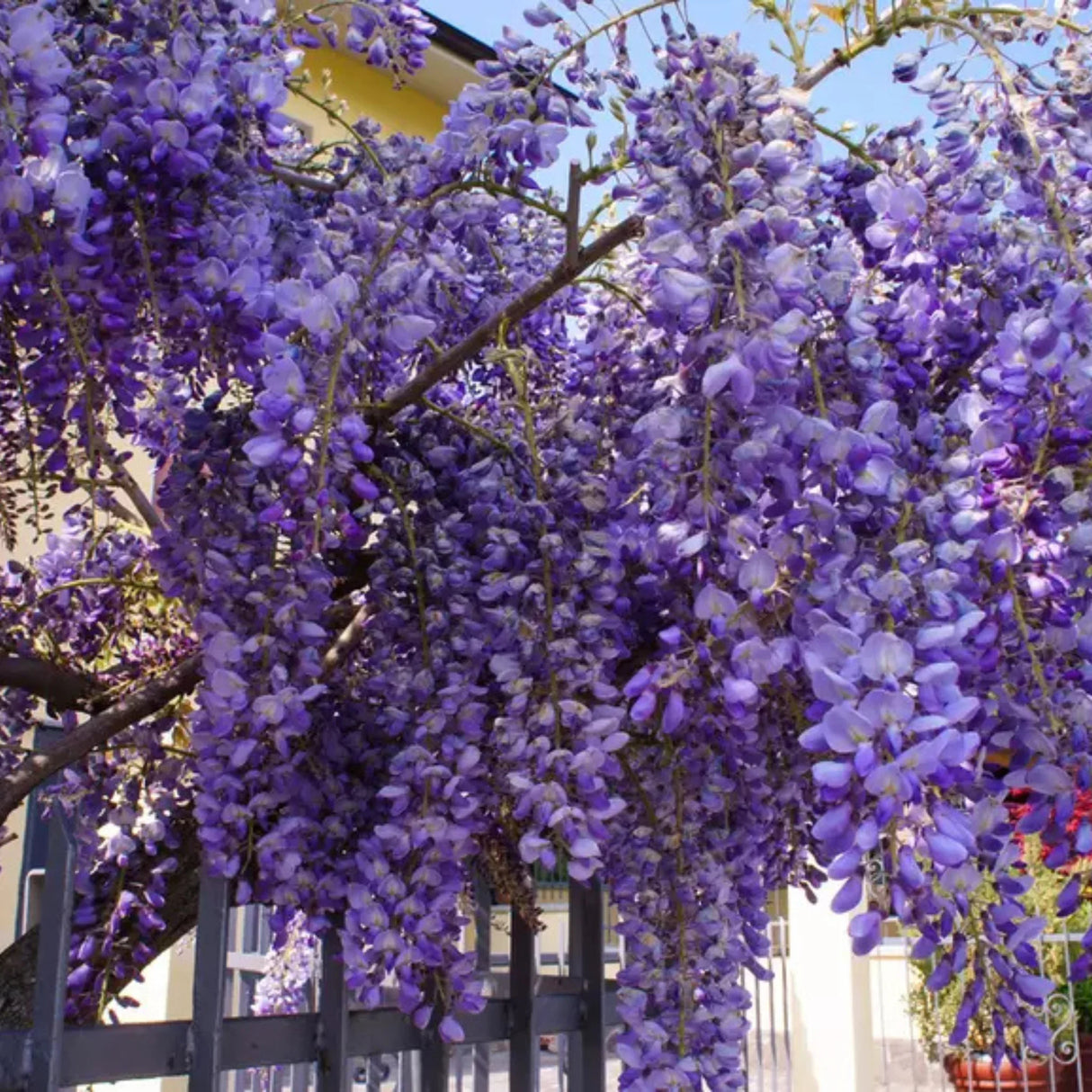 plante ornamentale944