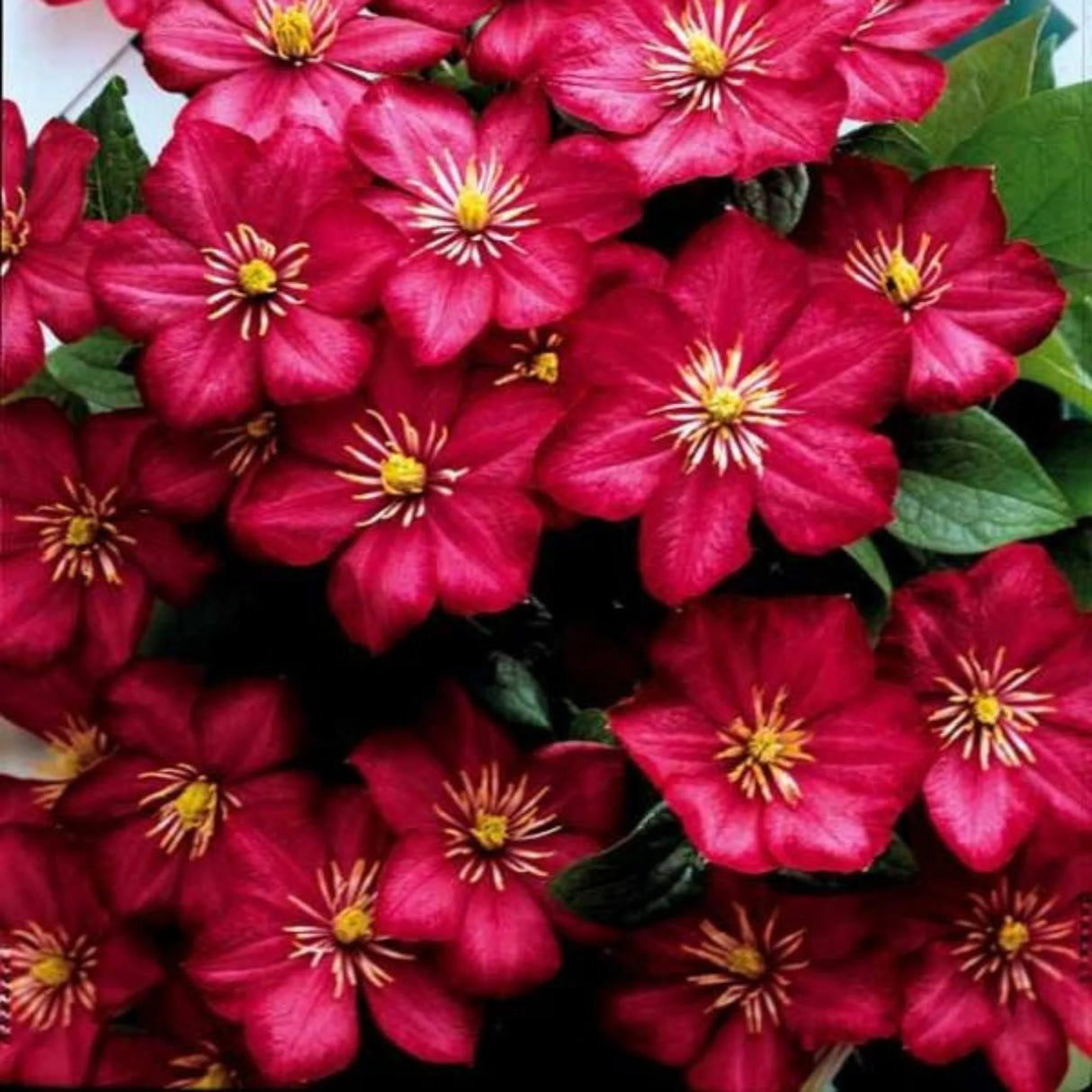 plante ornamentale953