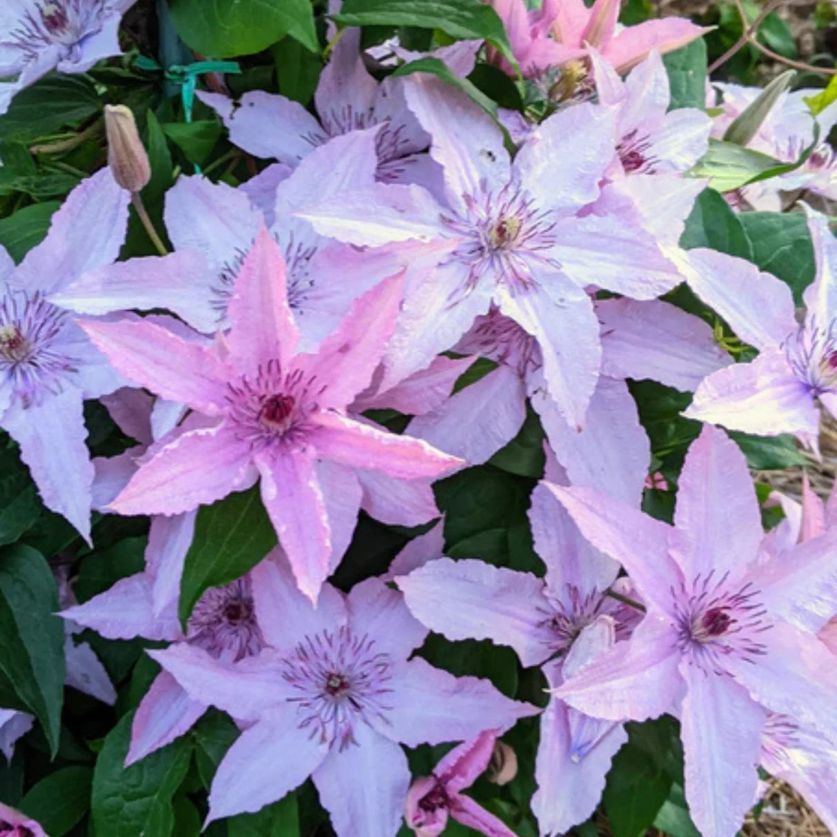 plante ornamentale958