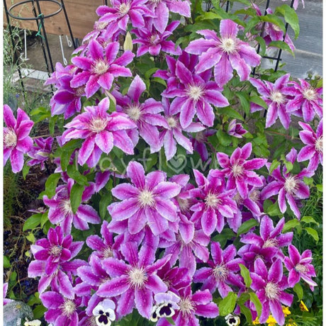 plante ornamentale959