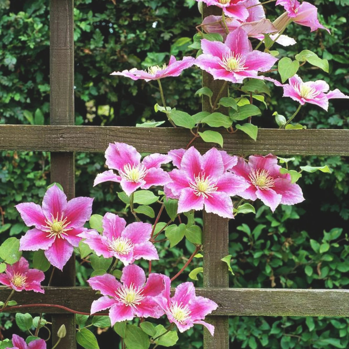 plante ornamentale960