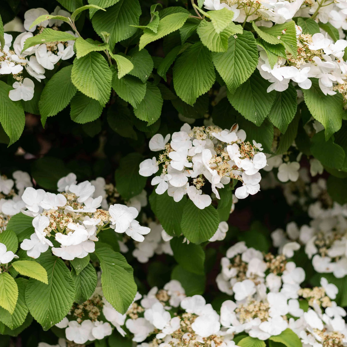 plante ornamentale977