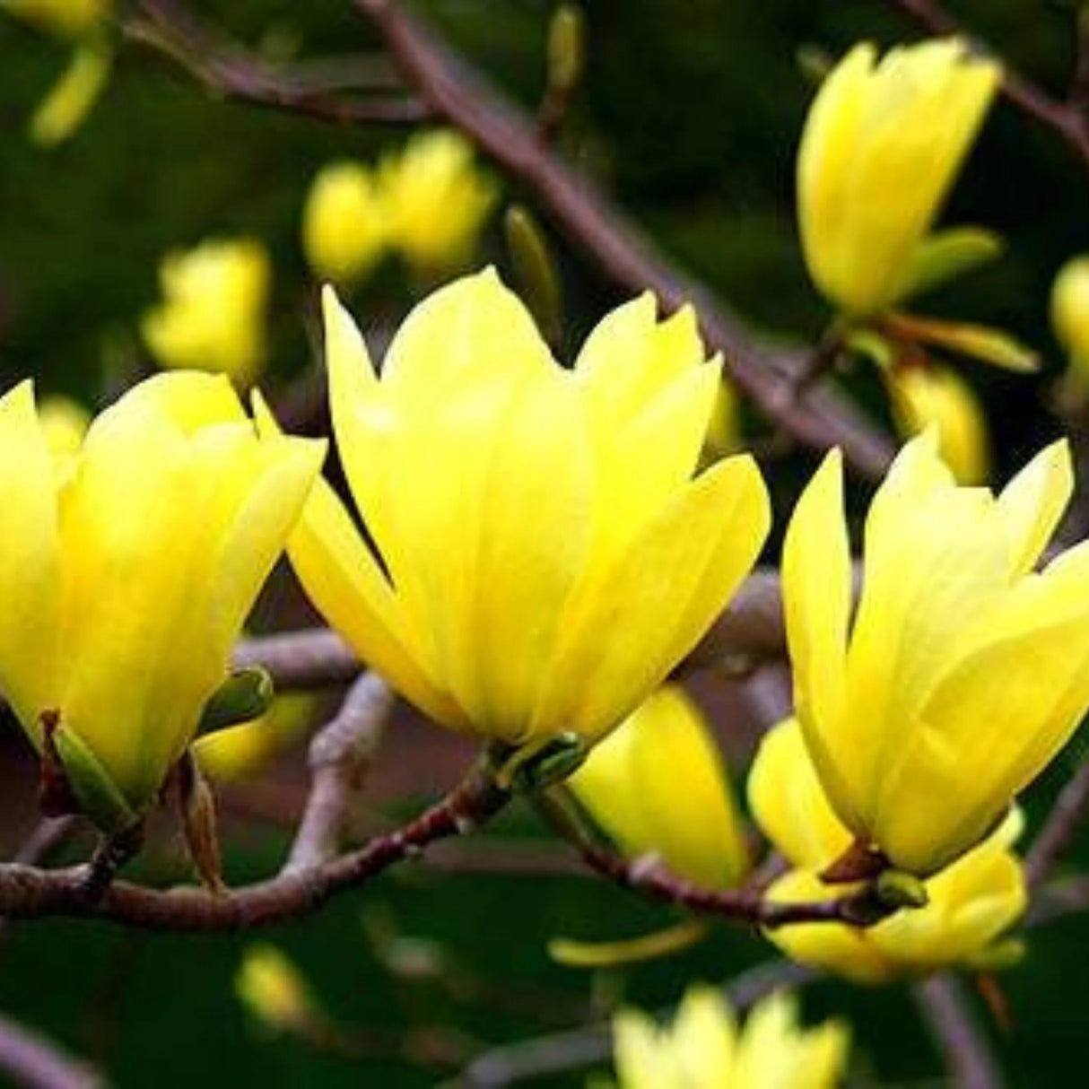 plante ornamentale980