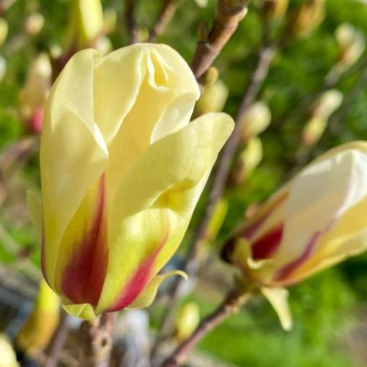 plante ornamentale993