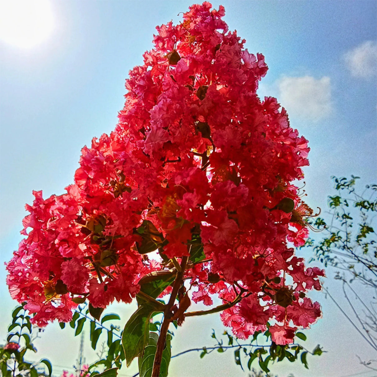 plante ornamentale 100