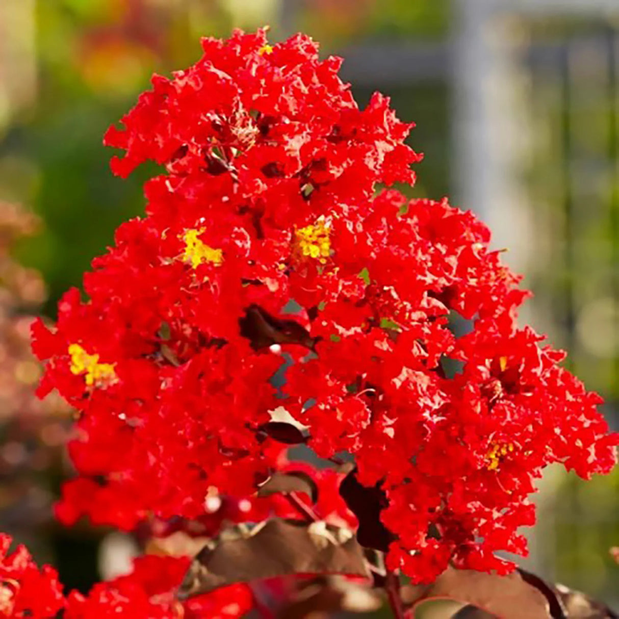 plante ornamentale 101