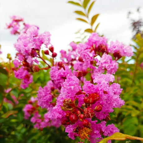 plante ornamentale 102