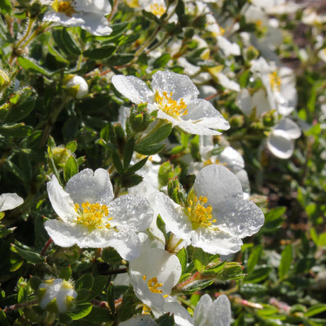 plante ornamentale 107