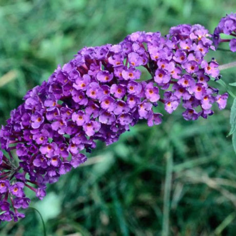 plante ornamentale 1078