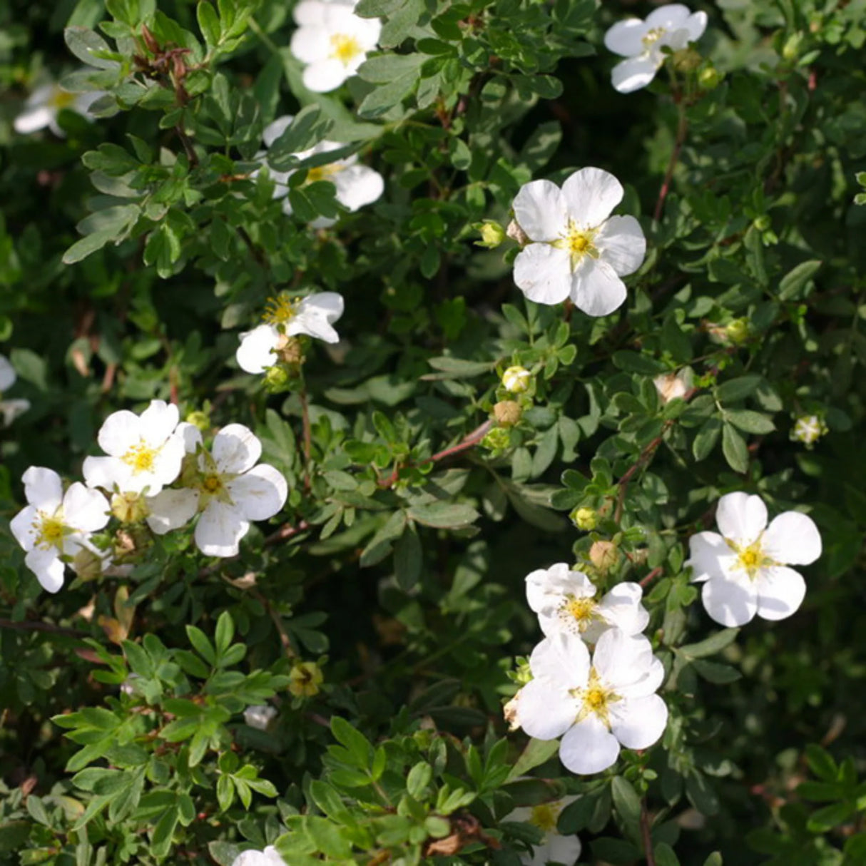 plante ornamentale 108