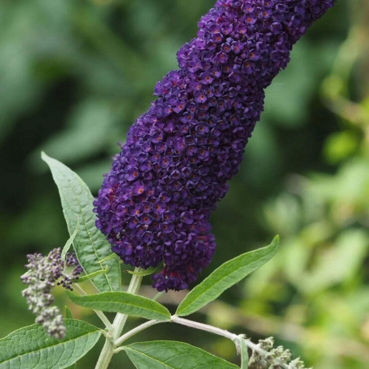 plante ornamentale 1081