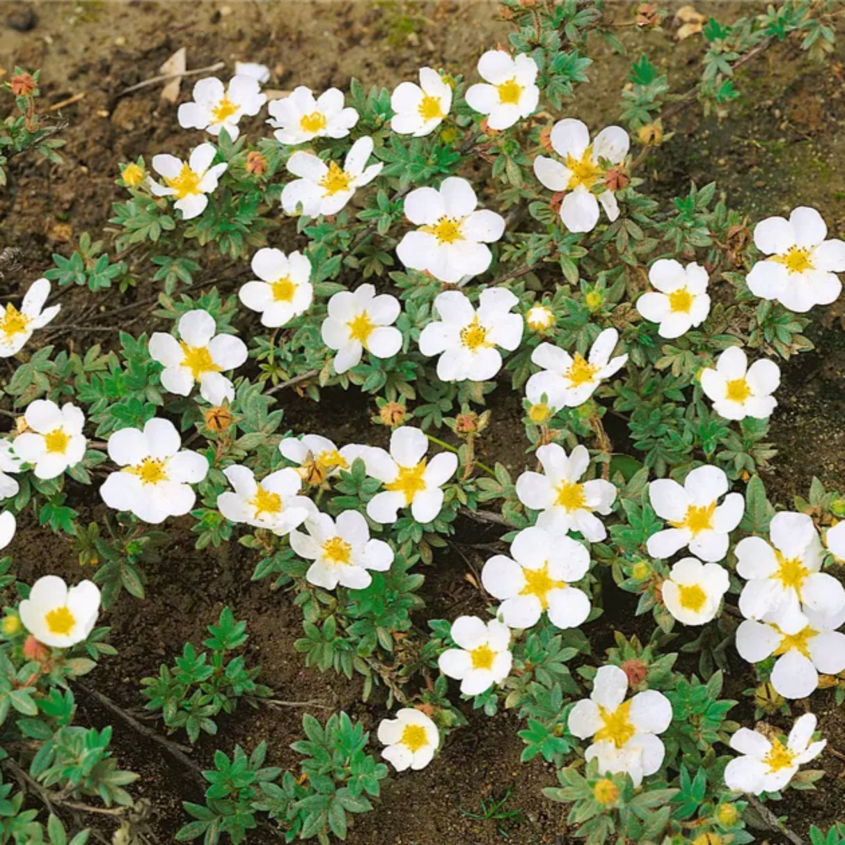 plante ornamentale 109