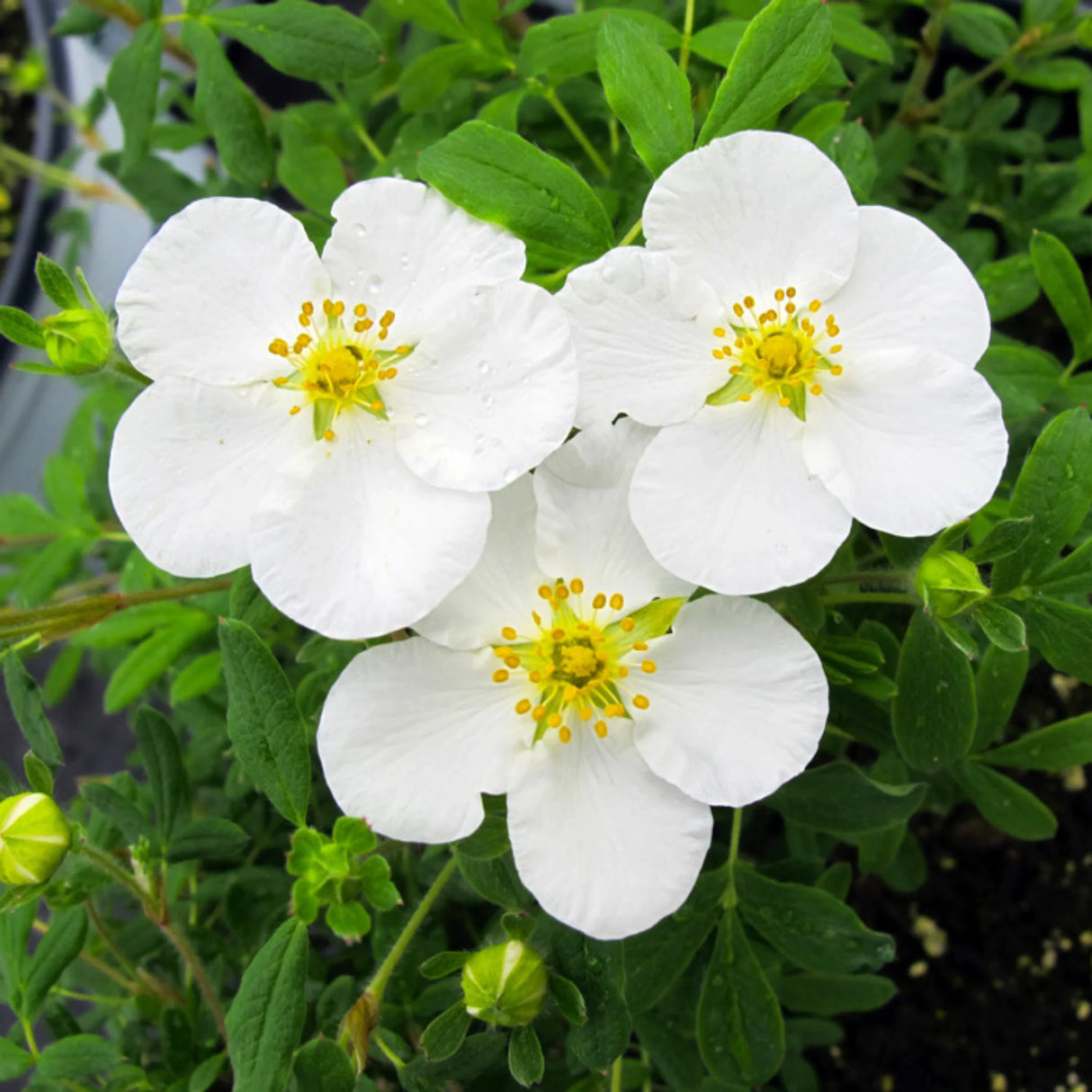 plante ornamentale 110