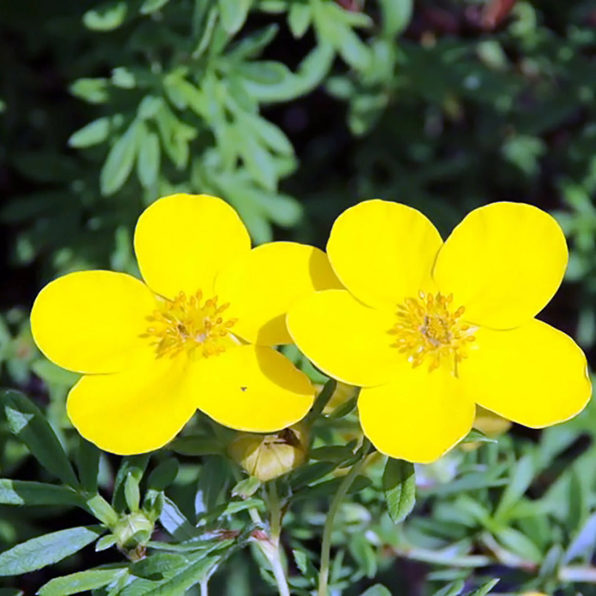 plante ornamentale 111