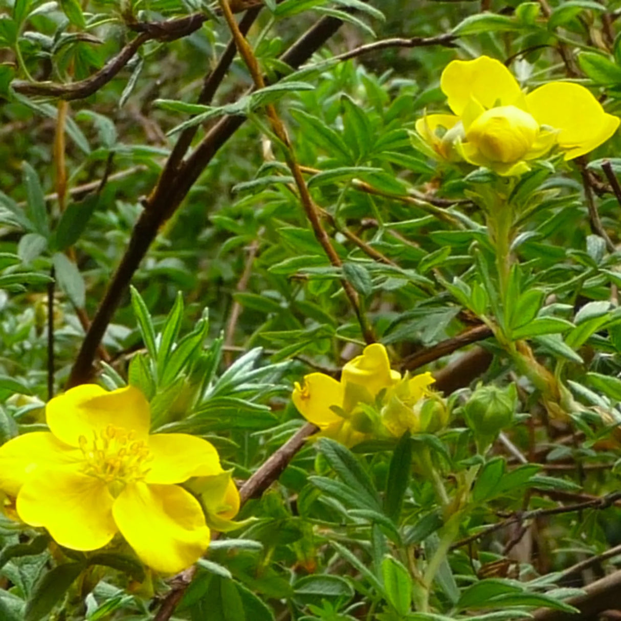 plante_ornamentale_112