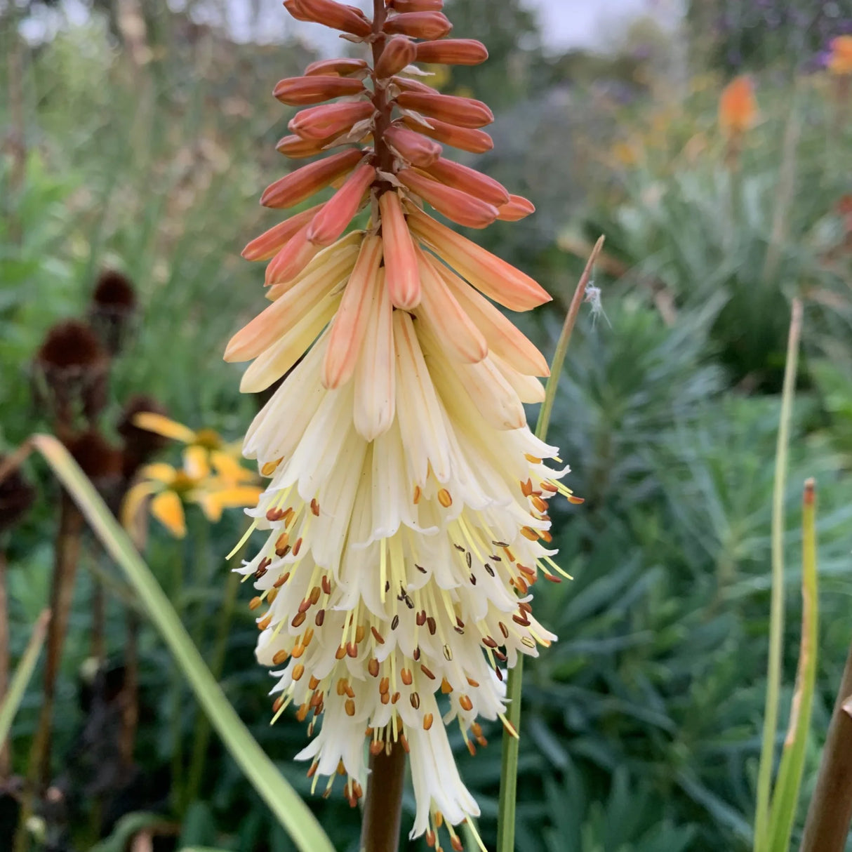 plante_ornamentale_1125