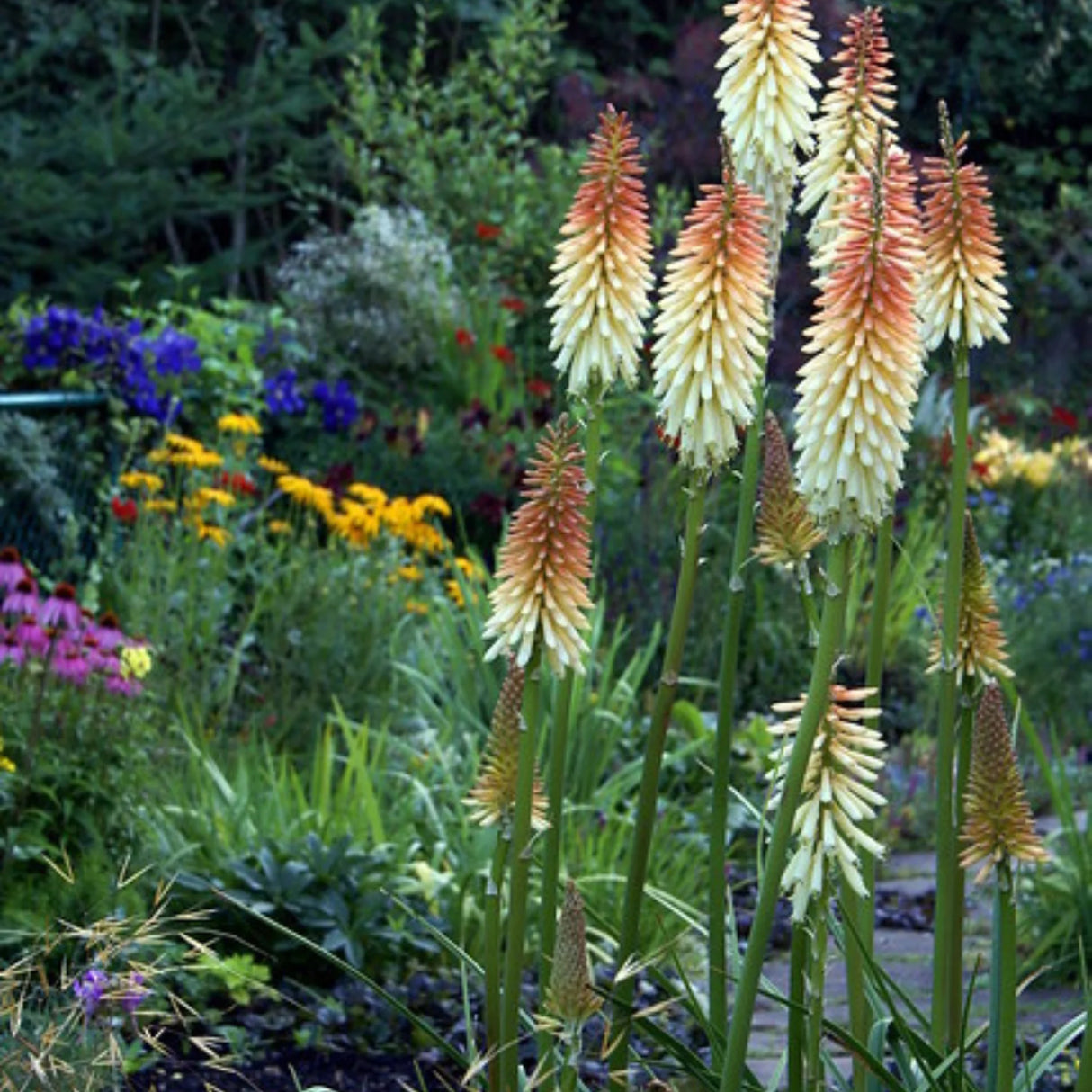 plante_ornamentale_1127