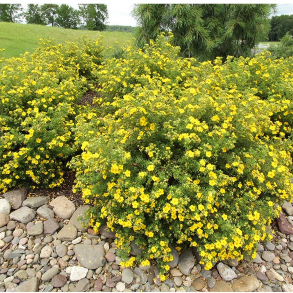 plante_ornamentale_113