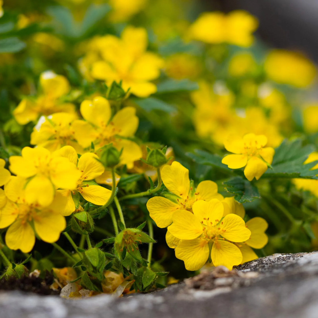 plante_ornamentale_114