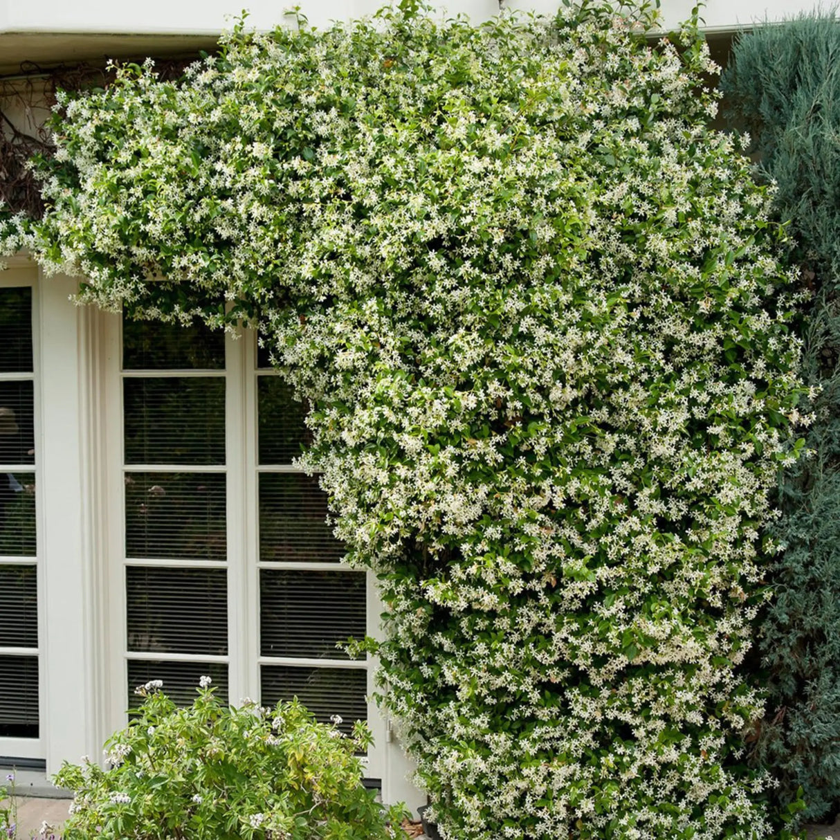 plante ornamentale 116