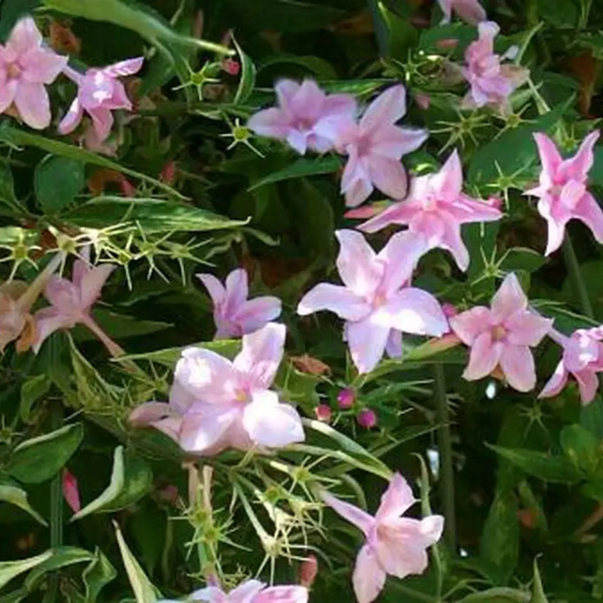 plante ornamentale 120