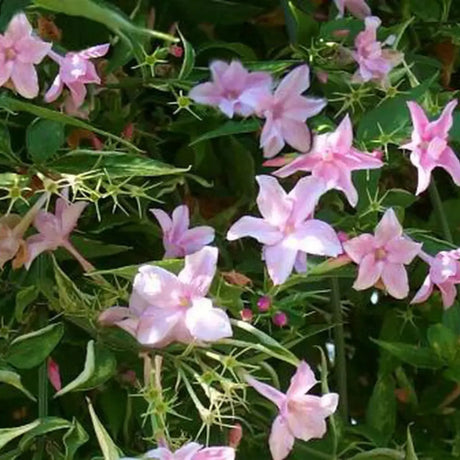 plante ornamentale 120