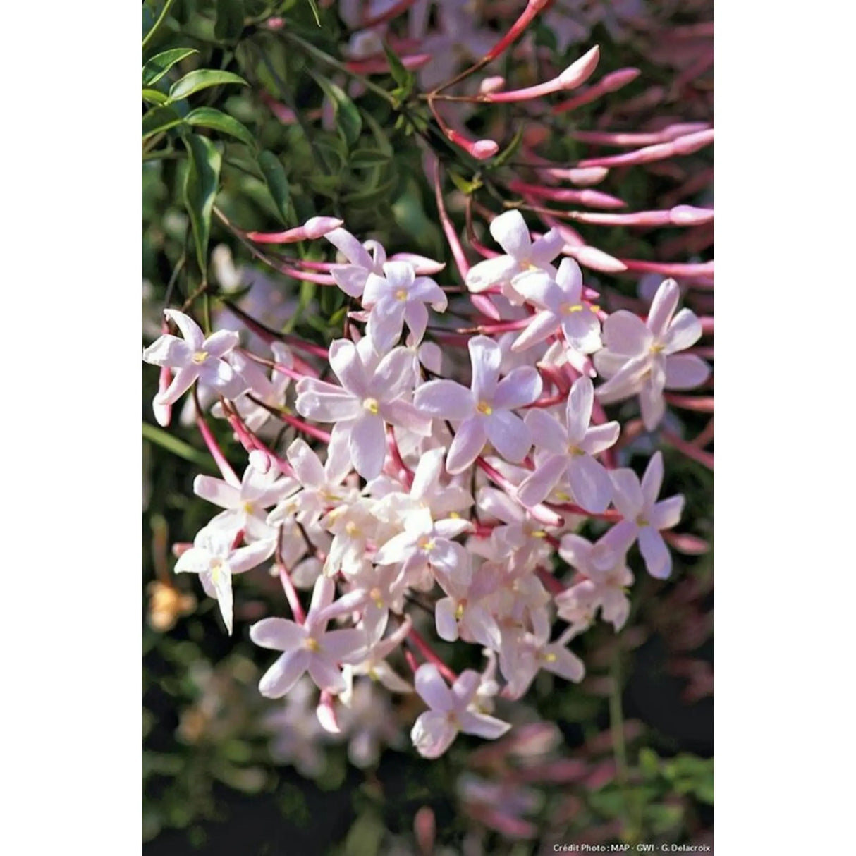 plante ornamentale 123