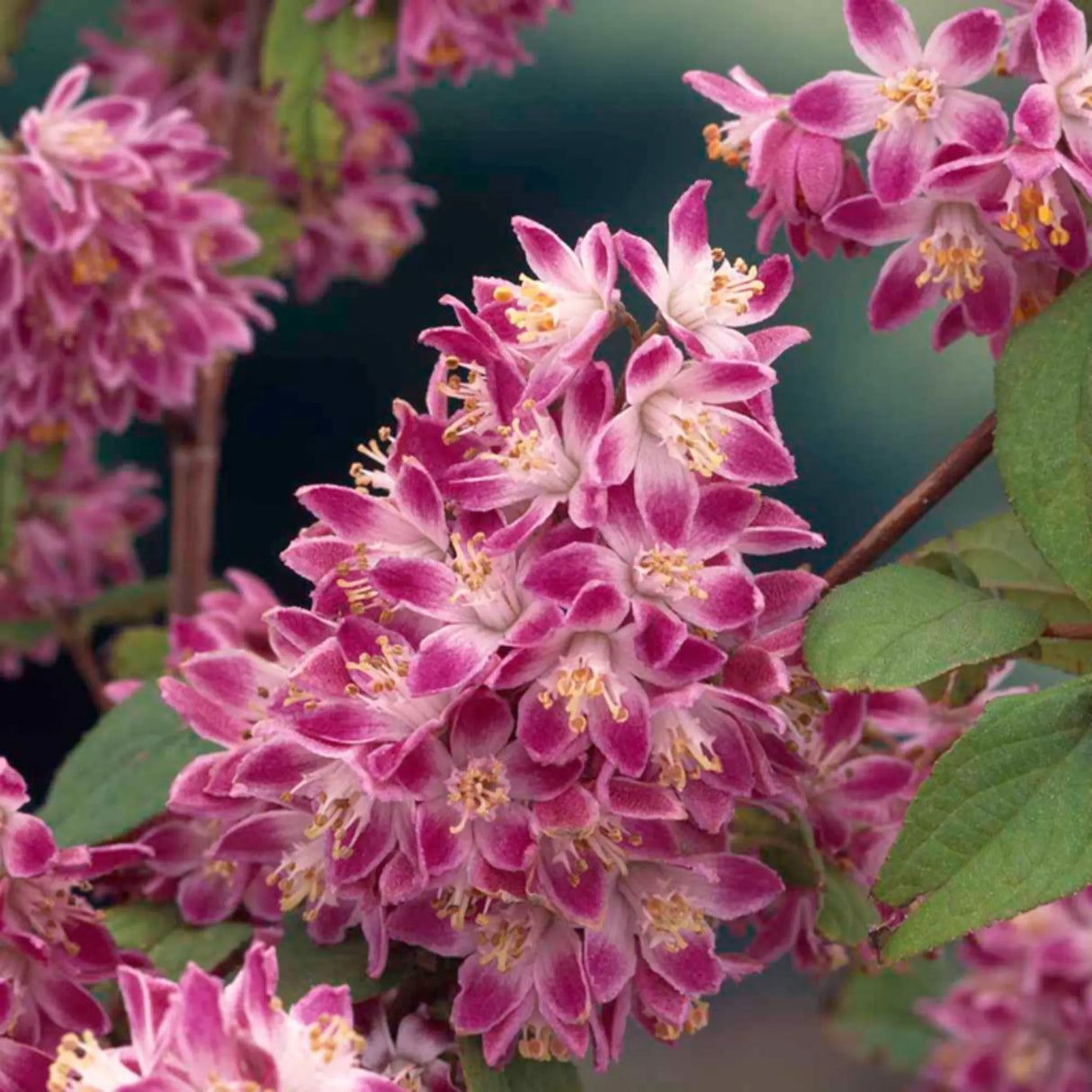 plante ornamentale 125