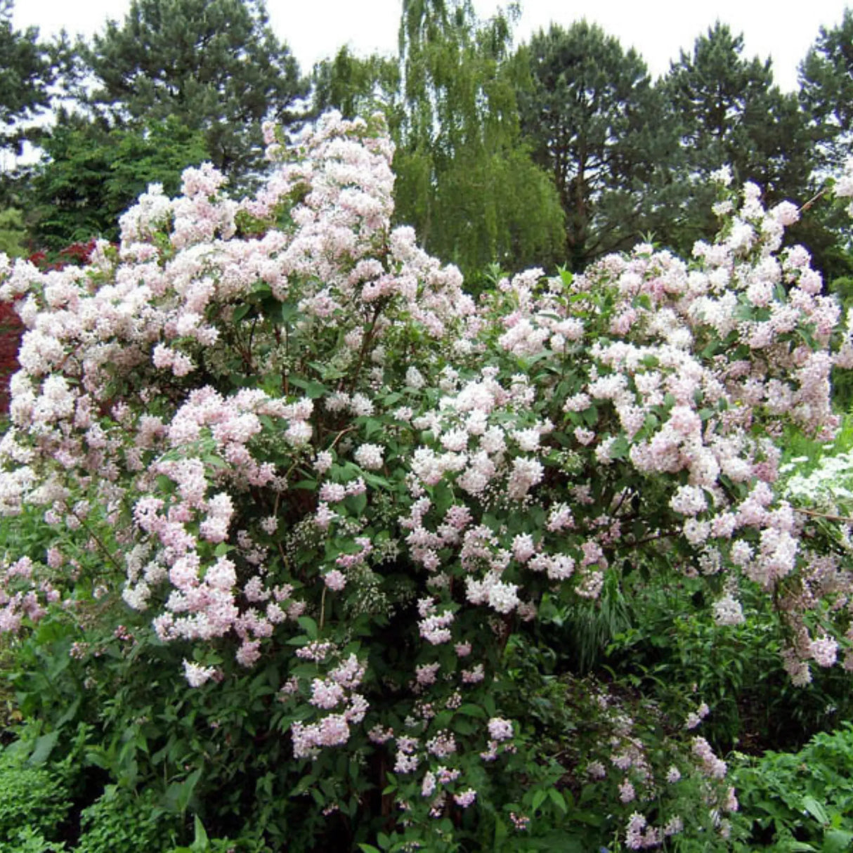 plante ornamentale 128