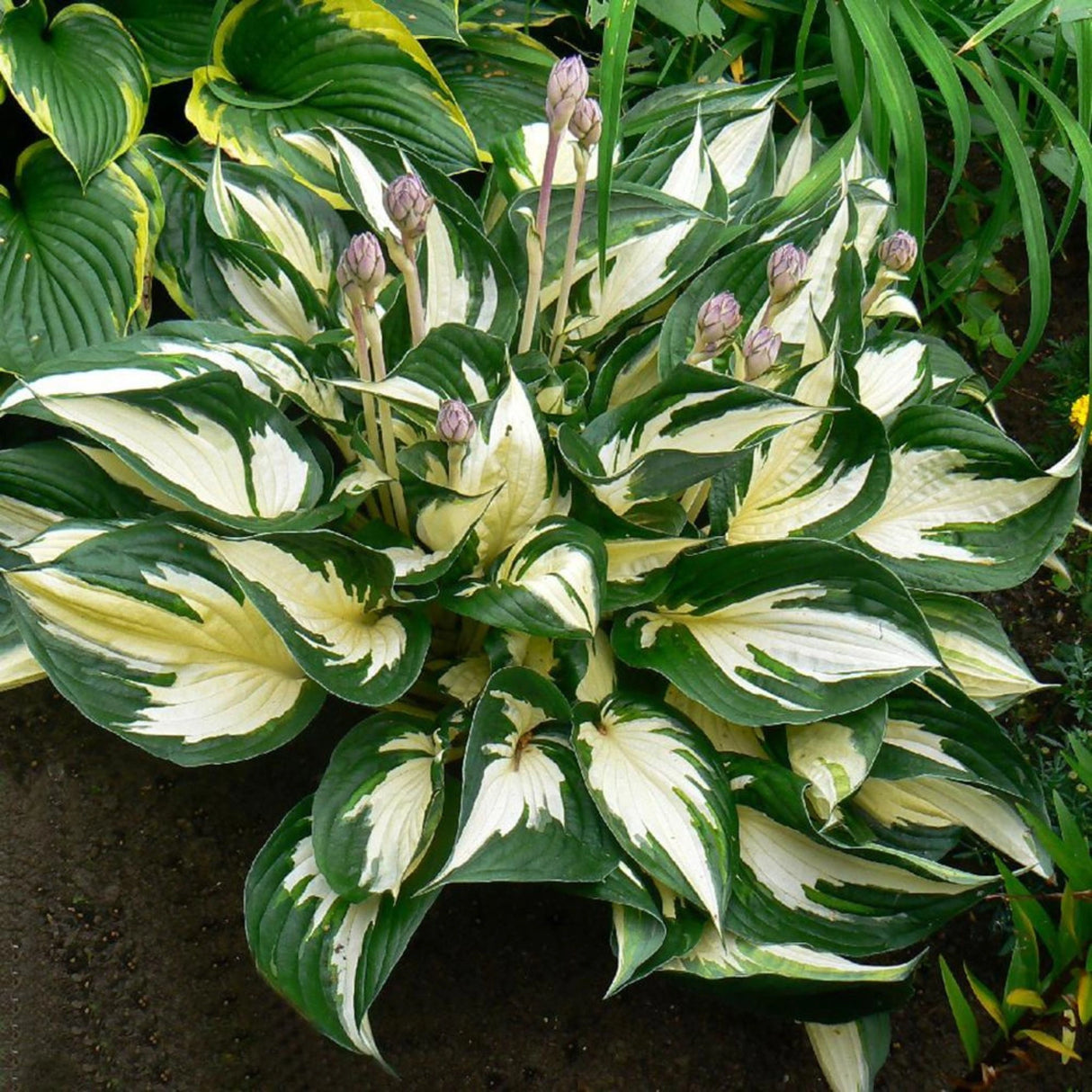 Plante Ornamentale - Hosta - Fire and Ice - Ghiveci
